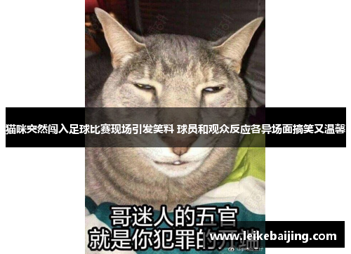 猫咪突然闯入足球比赛现场引发笑料 球员和观众反应各异场面搞笑又温馨